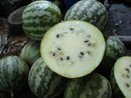 绿绒瓜怎么吃,探索美味与营养的完美融合