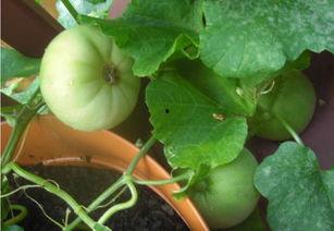 吃瓜回忆图片,那些年我们一起“吃瓜”的日子