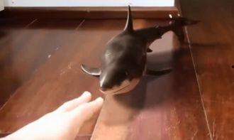 可爱小鲨鱼吃瓜,可爱小鲨鱼欢乐吃瓜记