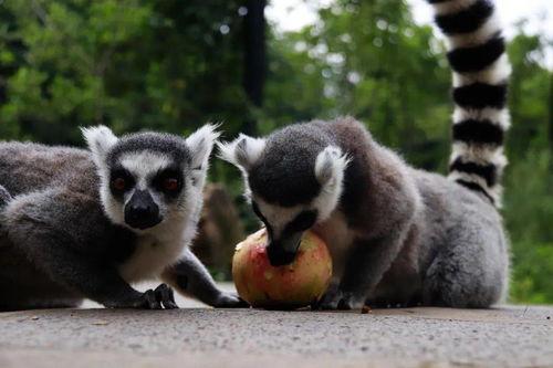 狐猴吃瓜,探寻热带雨林中的美味秘密