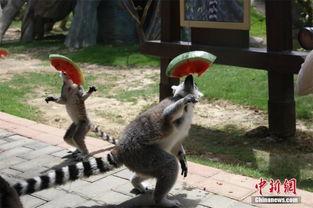 狐猴吃瓜,探寻热带雨林中的美味秘密