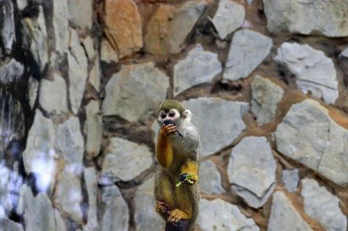 狐猴吃瓜,探寻热带雨林中的美味秘密