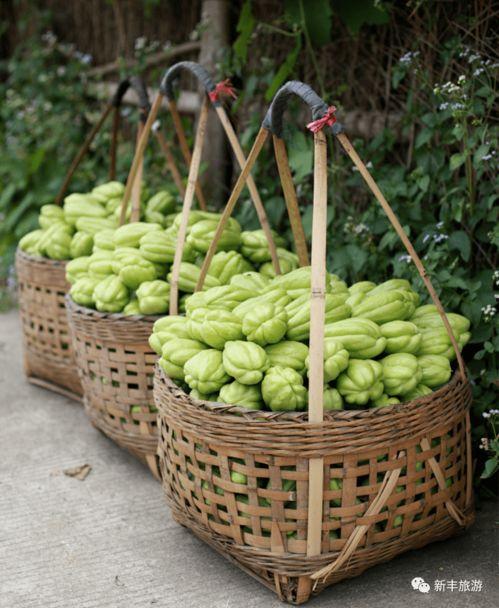 苏潇潇吃瓜群众,吃瓜群众的视角，揭秘娱乐圈风云