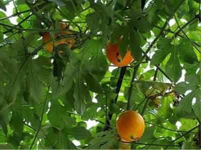 吊瓜怎么给小孩吃,宝宝辅食新选择