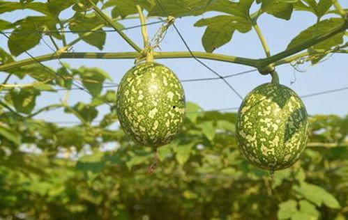 吊瓜怎么给小孩吃,宝宝辅食新选择