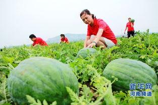 内乡县吃瓜,品味乡愁里的甜蜜时光