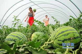 内乡县吃瓜,品味乡愁里的甜蜜时光