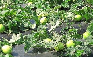 吃瓜舌头有泡泡,揭秘吃瓜时的奇妙现象