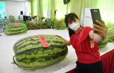 吃瓜群众的天赋,揭秘网络时代的“全民侦探”天赋