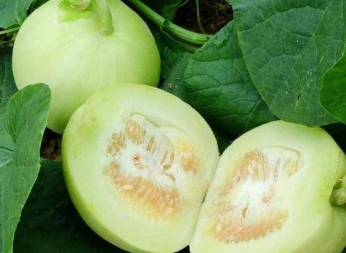 伽师瓜减肥可以吃吗,健康美味两不误