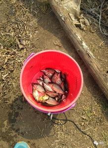 吉林北湖吃瓜,清凉一夏，共享瓜香时光