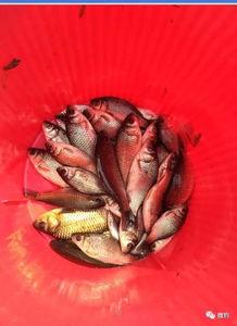 吉林北湖吃瓜,清凉一夏，共享瓜香时光