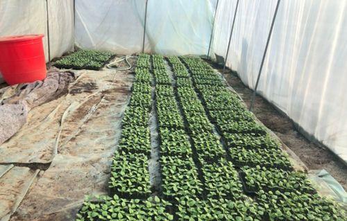 吉林北湖吃瓜,清凉一夏，共享瓜香时光