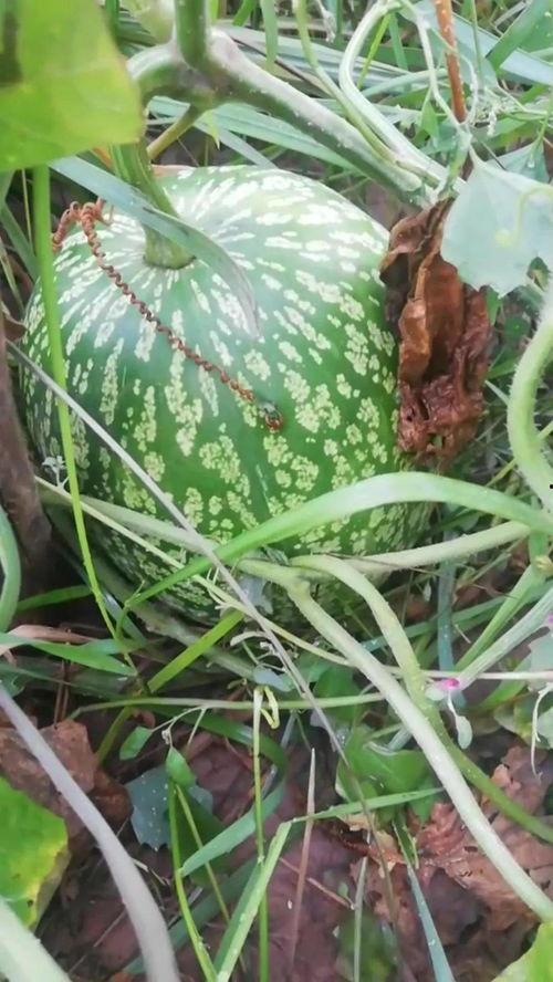 看瓜能吃吗 怎样吃,看瓜也能吃？揭秘瓜果的正确食用方法