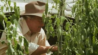 UN NE吃瓜,揭秘吃瓜群众的全球影响力