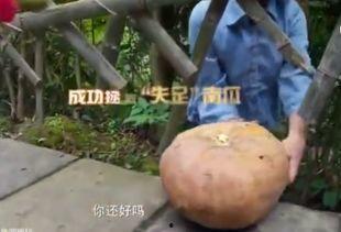 UN NE吃瓜,揭秘吃瓜群众的全球影响力