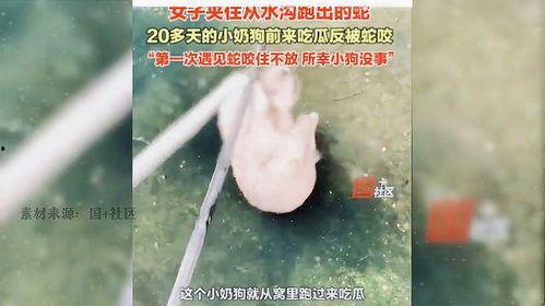 吃瓜看蛇,揭秘蛇类生活与人类饮食文化