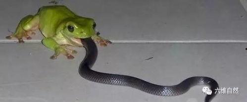 吃瓜看蛇,揭秘蛇类生活与人类饮食文化