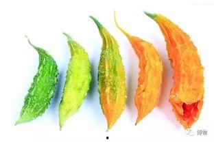 吃的苦瓜中瓜方为瓜人,瓜人生味蕾之旅