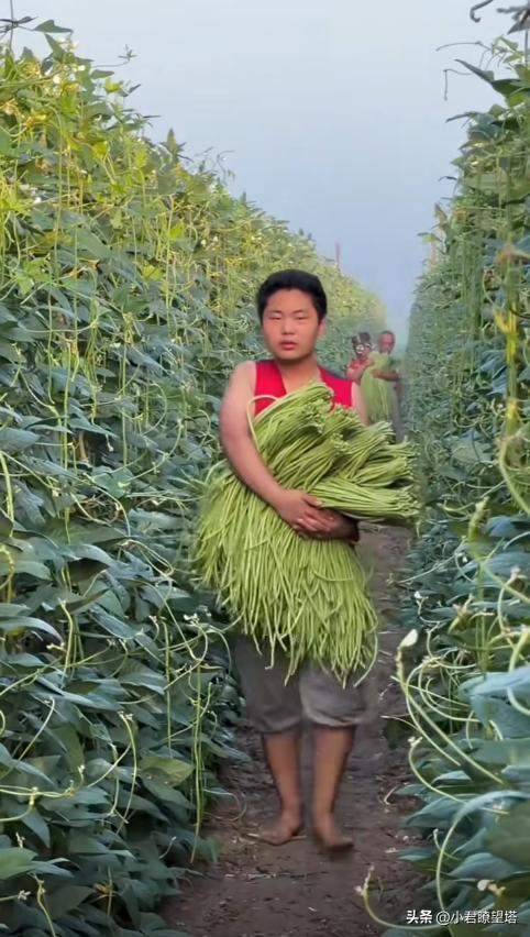 山东人吃瓜不完,瓜果飘香，尽享丰收盛宴