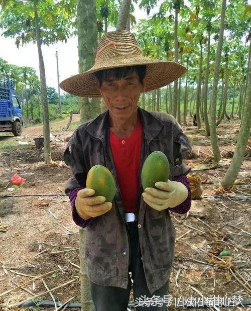 农民吃瓜最新视频,田间地头欢乐多，瓜果飘香迎丰收