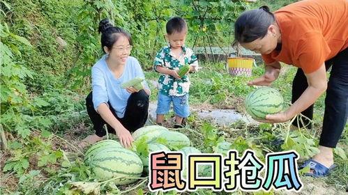 农民吃瓜最新视频,田间地头欢乐多，瓜果飘香迎丰收