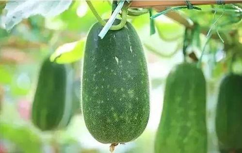 吃瓜春秋,揭秘娱乐圈背后的故事与真相