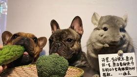 阿呆吃大瓜,一场爆笑的美食冒险之旅