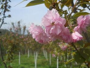 春情荡漾 吃瓜,一场春情荡漾的甜蜜盛宴