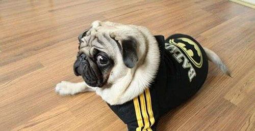 聪明的八哥犬爆笑吃瓜,萌态十足笑翻众人