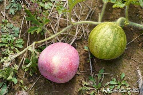 洪洞村吃瓜,瓜香四溢，共度欢乐时光