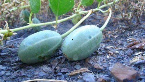 圆瓜的籽可以吃吗有点苦,苦涩中的美味探索