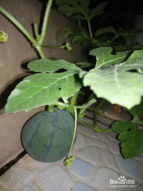 圆瓜的籽可以吃吗有点苦,苦涩中的美味探索