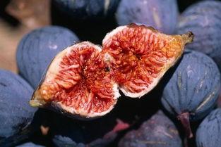 无花果吃瓜,无花果与吃瓜者的甜蜜邂逅