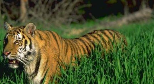 猛虎吃瓜,一场惊心动魄的生态大戏