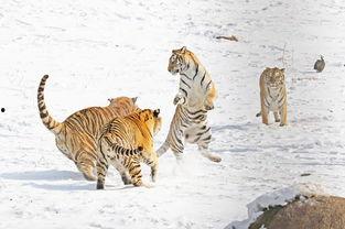 猛虎吃瓜,一场惊心动魄的生态大戏