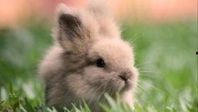 小兔吃瓜绘本,一场欢乐的夏日探险之旅