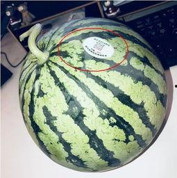 吃瓜网今日吃瓜网红