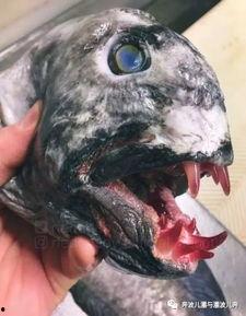 深海吃瓜,揭秘神秘海底的“吃瓜”奇观