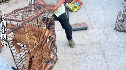 欧美夹子音吃鸡什么瓜