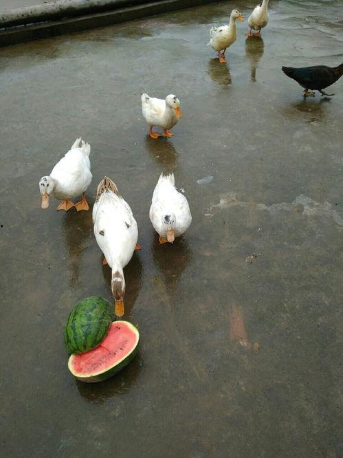 综艺吃瓜鸭,揭秘娱乐圈幕后故事