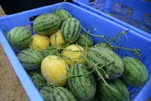 吃瓜群9.9,一场别开生面的网络狂欢