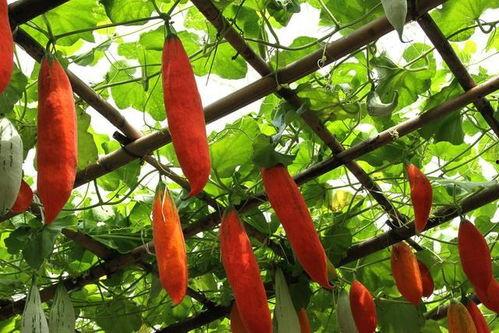 变色瓜可以吃吗,能否食用及营养价值探讨