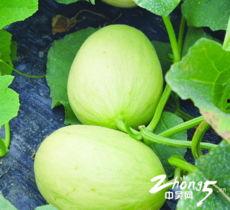 ccd夏日吃瓜头像,CCD吃瓜头像带你感受清凉一夏