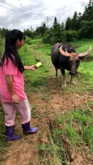 牛可以吃瓜,田园生活画卷展