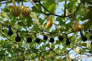 树下吃瓜拍照图,定格夏日美好时光