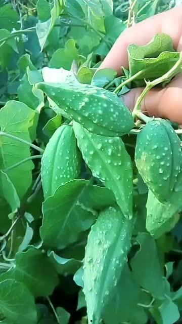 生物的本质是吃瓜,从吃瓜到繁衍不息的奥秘探索