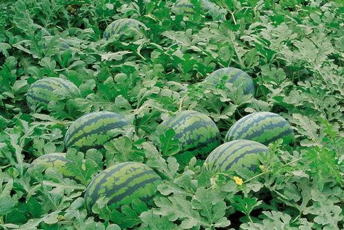 吃瓜看戏昵称大全,盘点热门昵称背后的趣味故事