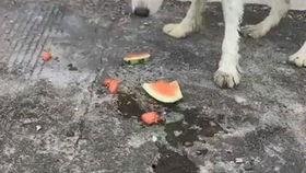 小狗吃瓜照片
