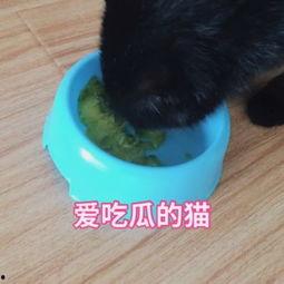 吃瓜猫咪合拍视频,萌态十足引网友爆笑